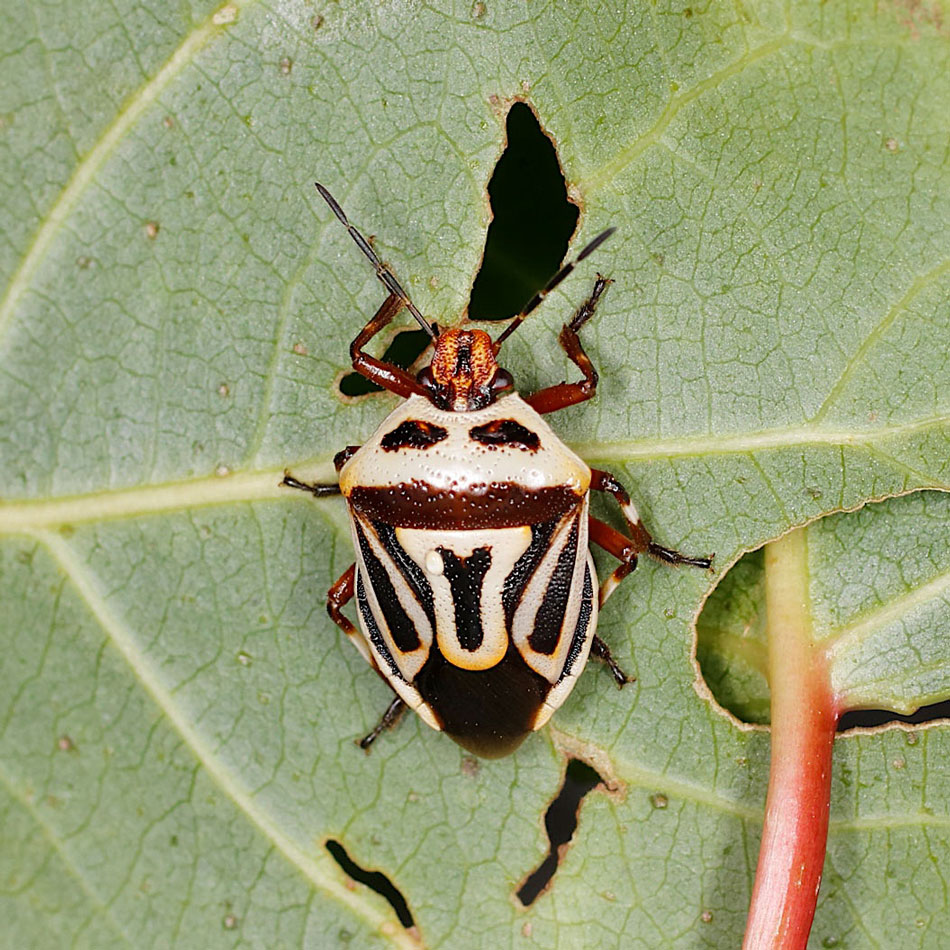 Pentatomidae: Perillus bioculatus nuovo per l''Italia